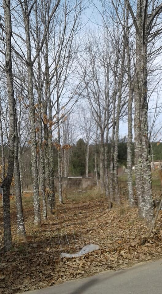 FLORESTA 1.jpg