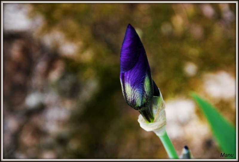 _MG_3658lírio.jpg _MG_3658lírio.jpg