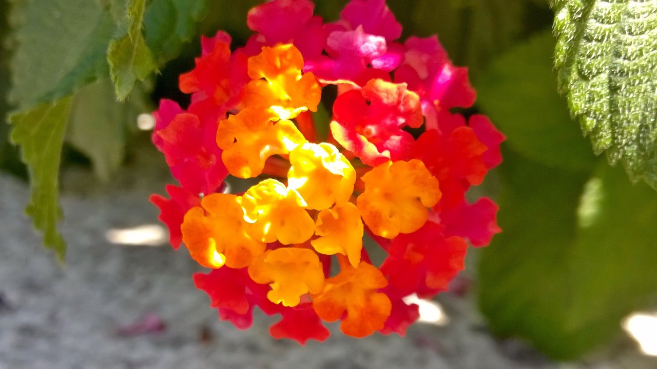 bola de fogo.jpg bola de fogo.jpg