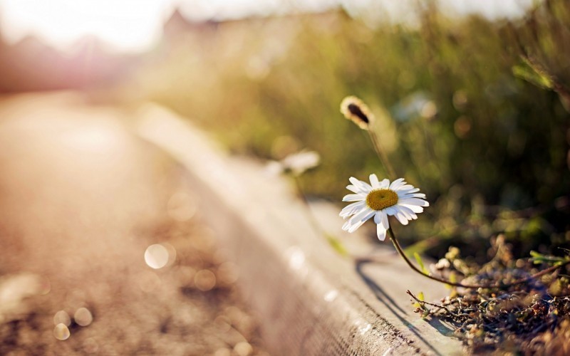 daisy-street-macro-hd-wallpaper-e1408390387963.jpg