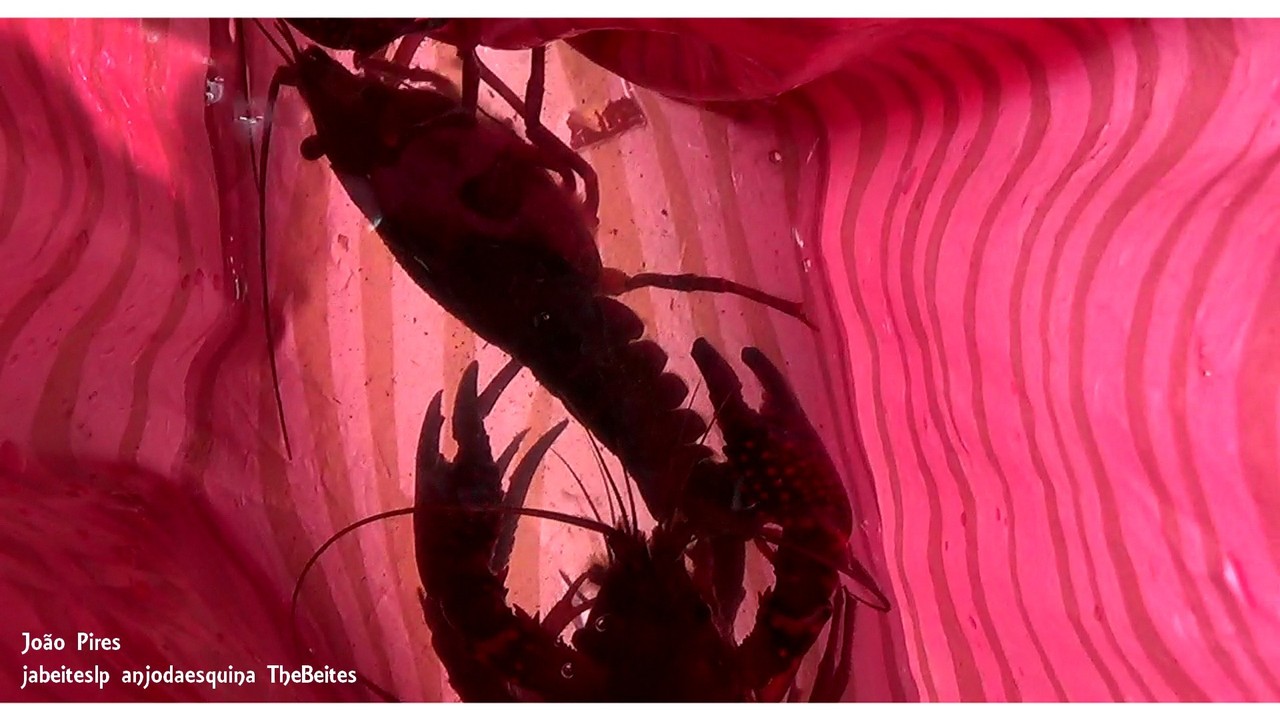 Lagostins na Benquerença.jpg