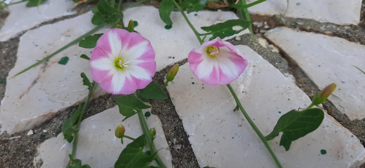 pedras da calçada.jpg