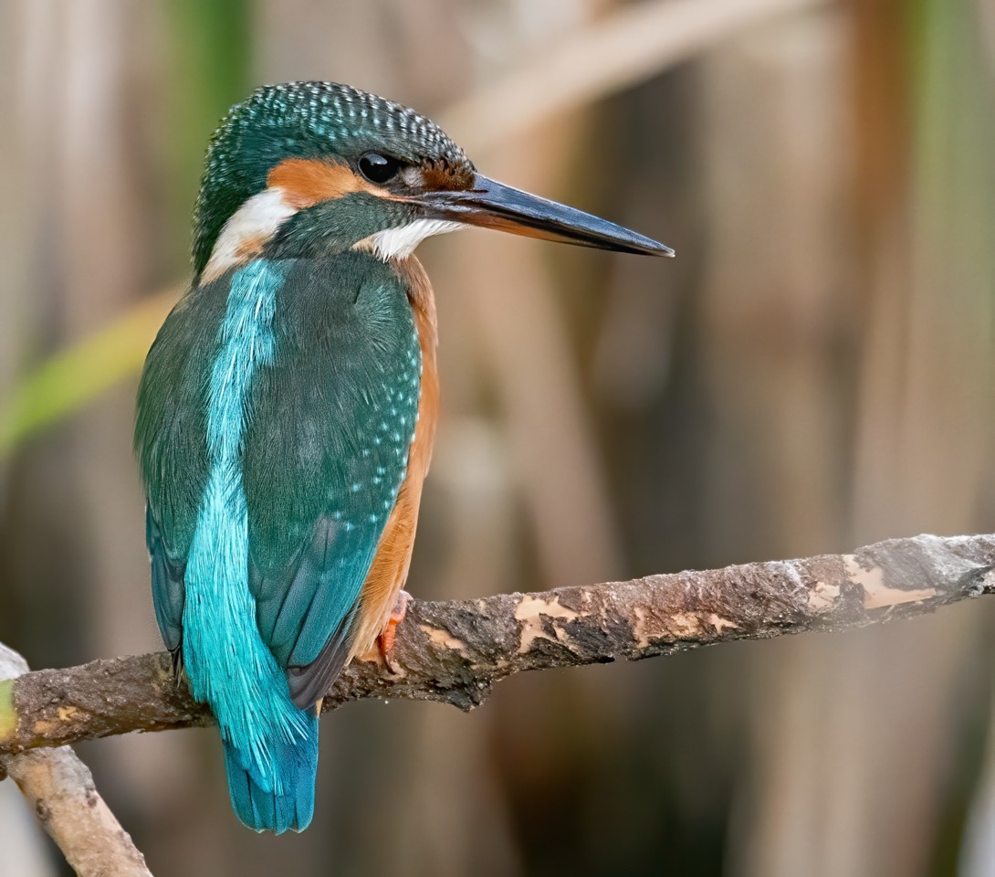 1-Guarda-Rios.jpg 1-Guarda-Rios.jpg