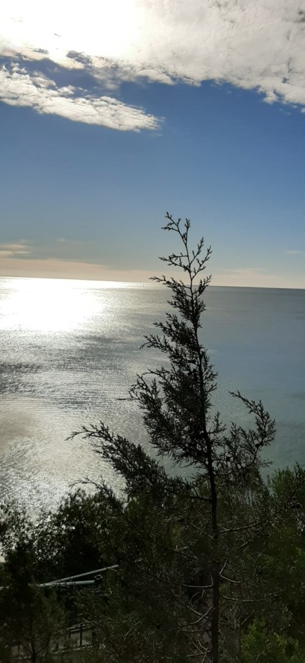 pinheiro.jpg pinheiro.jpg