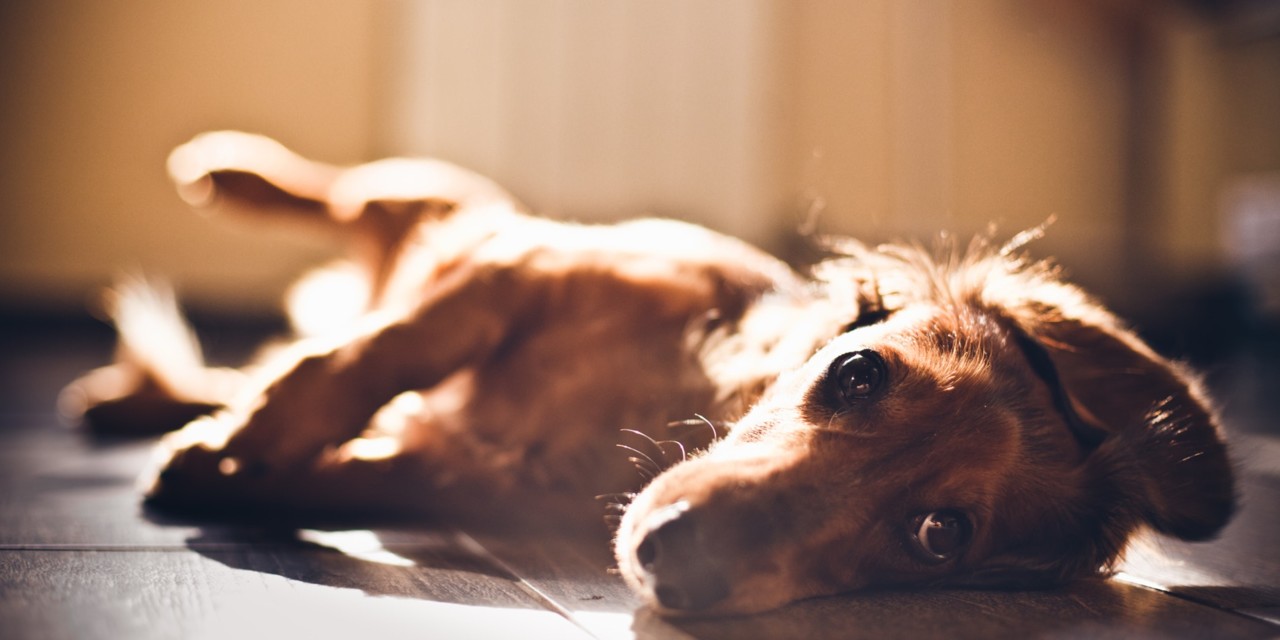 Dachshund - Imagem UnSplash Dachshund - Imagem UnSplash