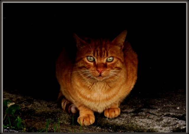 21952911_KIqZW gato friornto.jpg