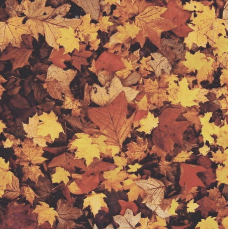 as primeiras folhas de outono.jpeg