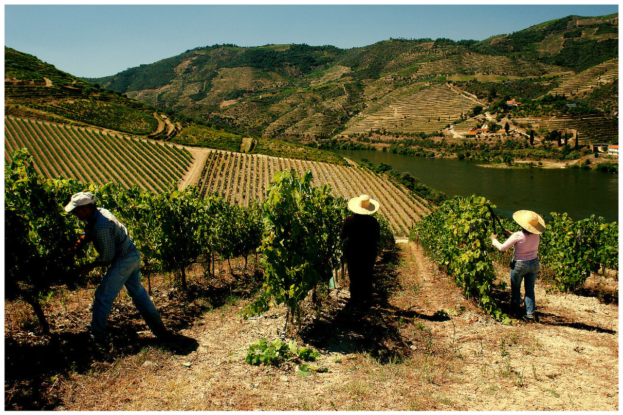 Quinta dos Aciprestes