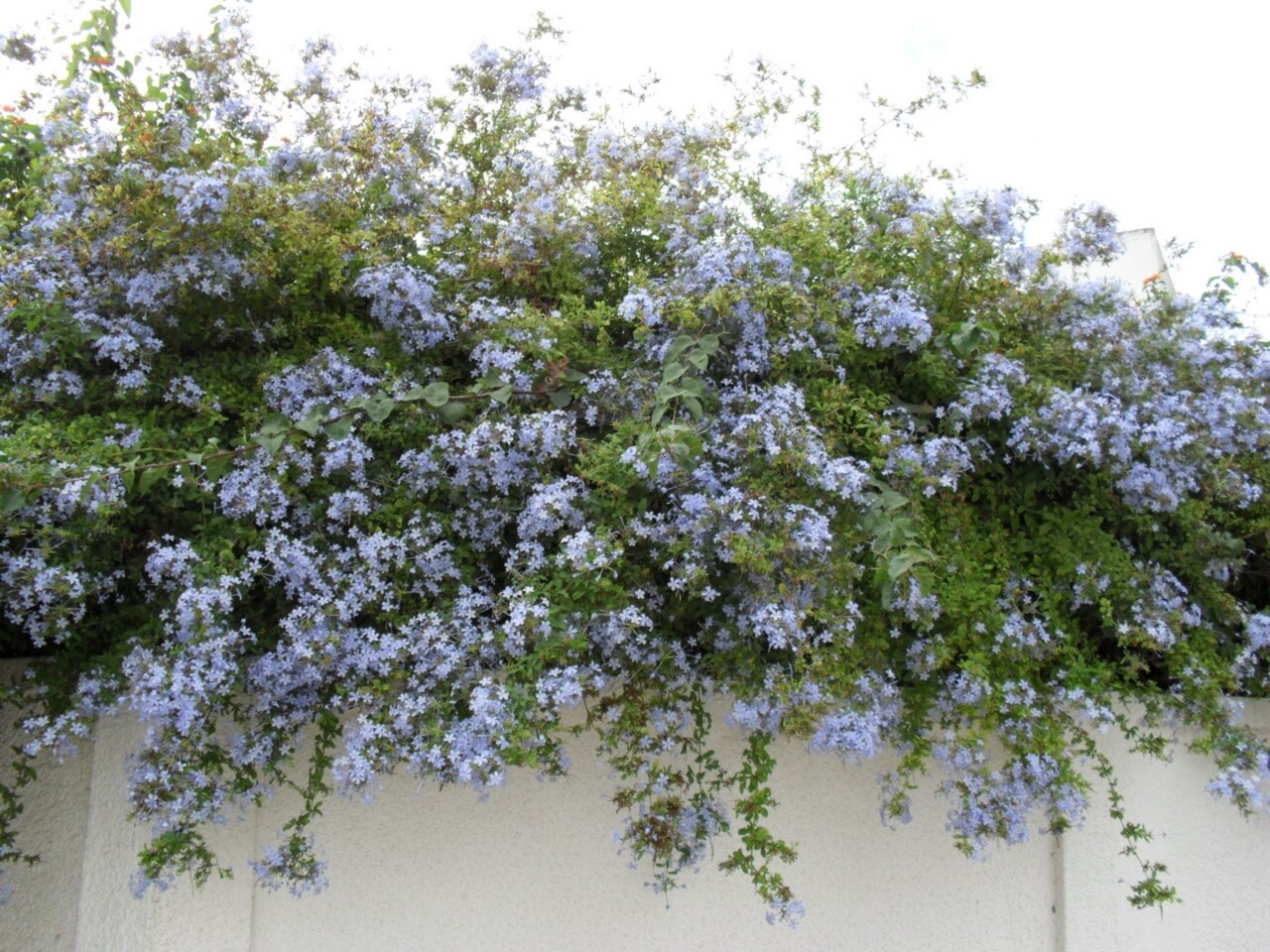PLUMBAGO-2.jpg