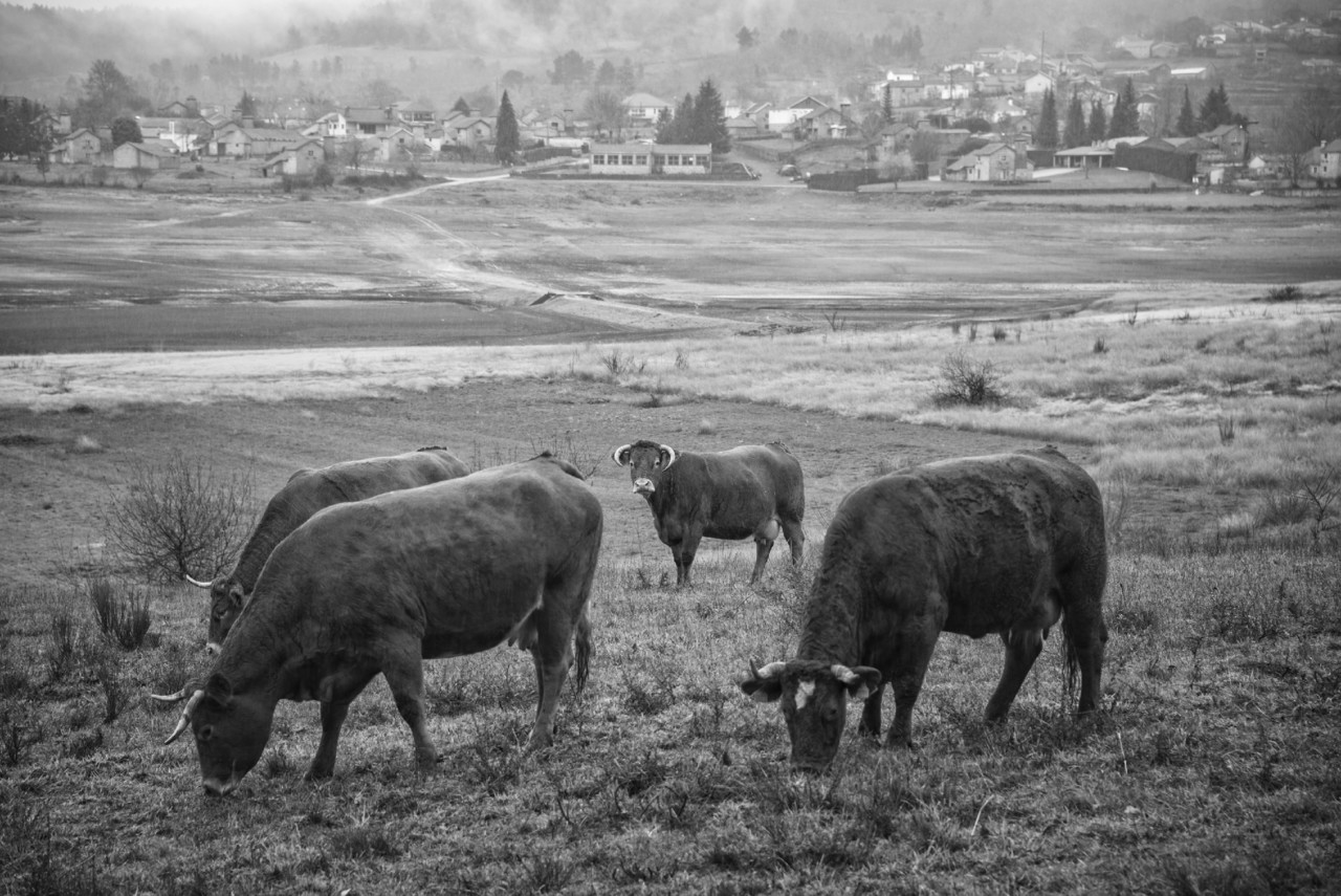 _JMF1284 - cópia copy.jpg