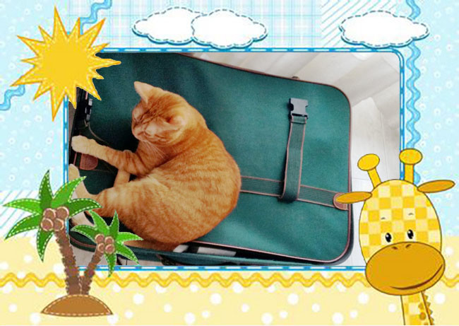 catsholidays001.jpg catsholidays001.jpg