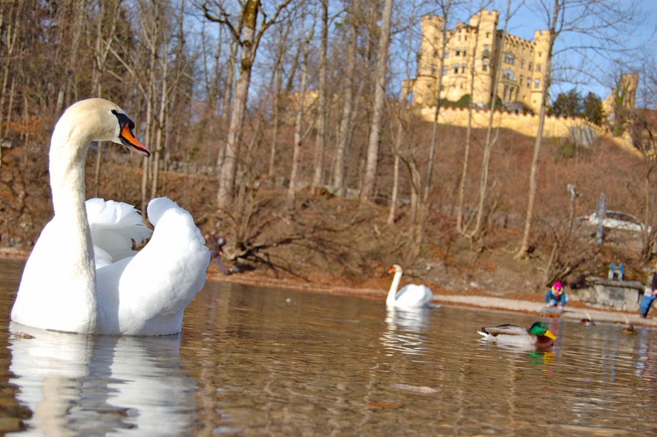 Lago do Castelo de Neuschwastein