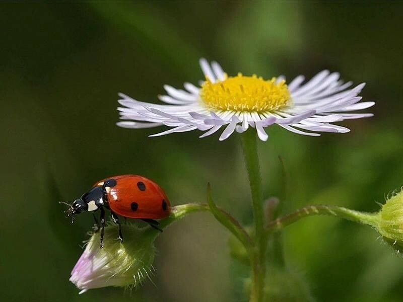 13428434_1043370712417494_7335984621941643792_n.jp