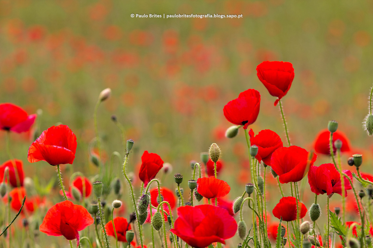 DSC_11349-1-2.jpg DSC_11349-1-2.jpg