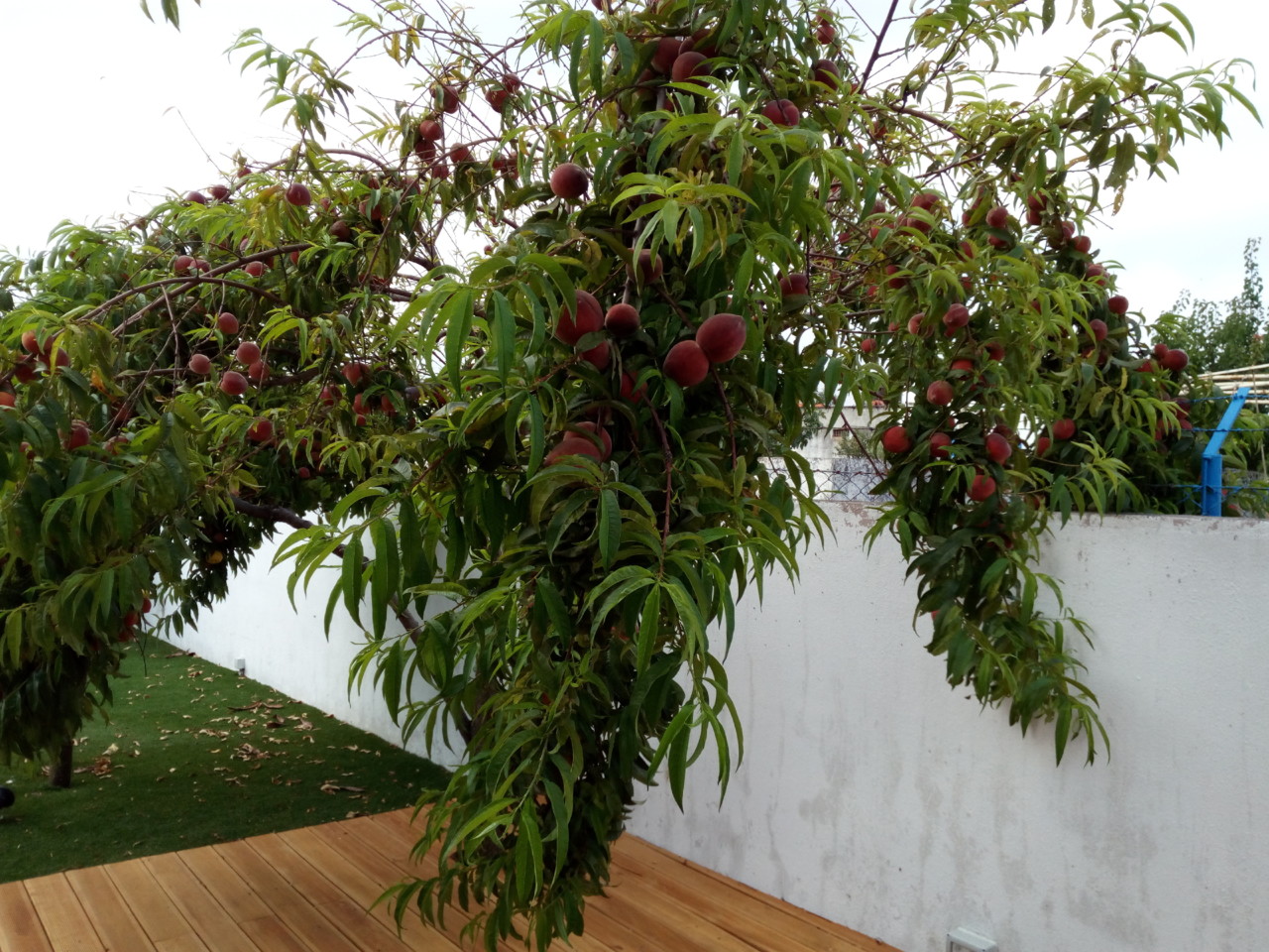 IMG_20180709_091241.jpg IMG_20180709_091241.jpg