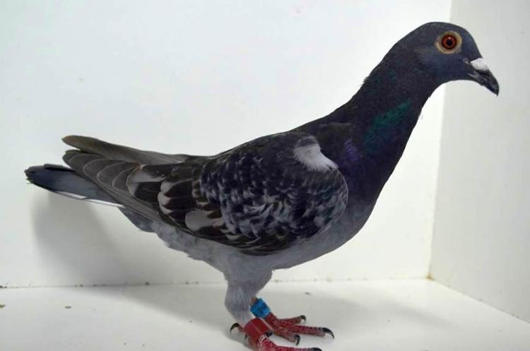 6062104-16.jpg 6062104-16.jpg