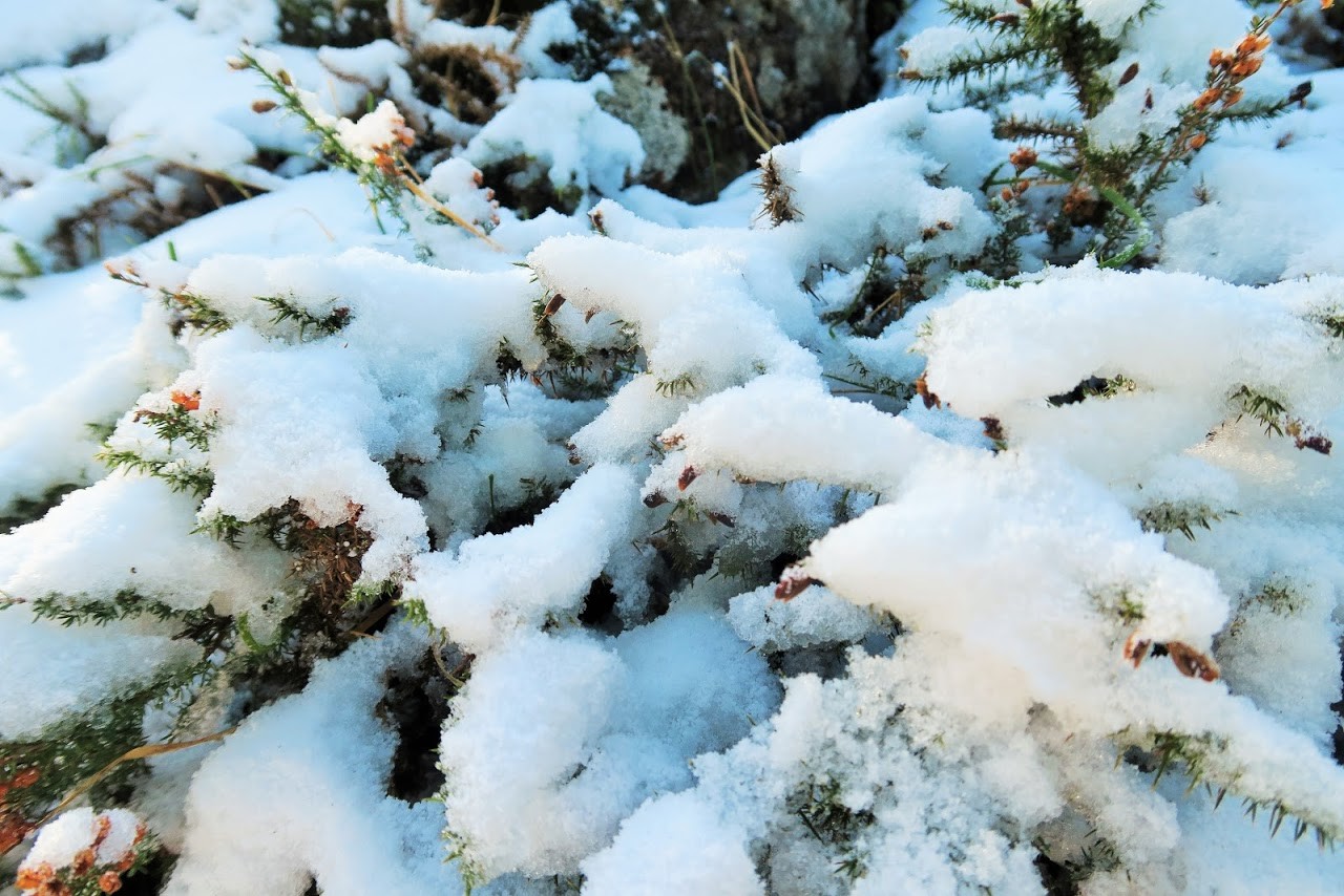 IMG_0005.JPG IMG_0005.JPG