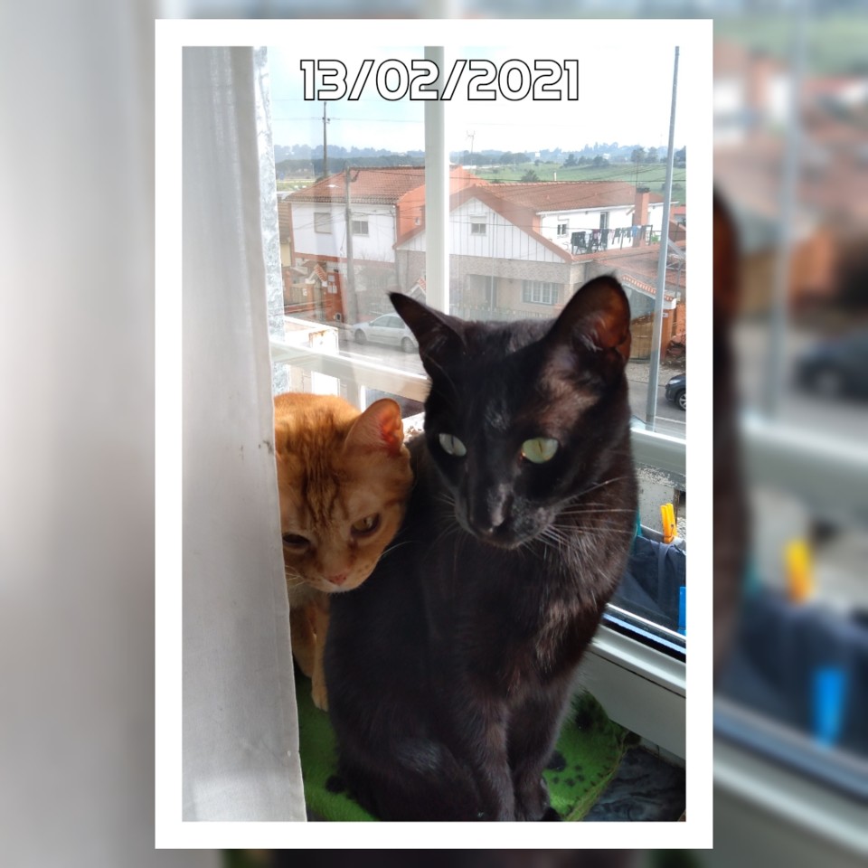 SquarePic_20210213_11403495.jpg SquarePic_20210213_11403495.jpg