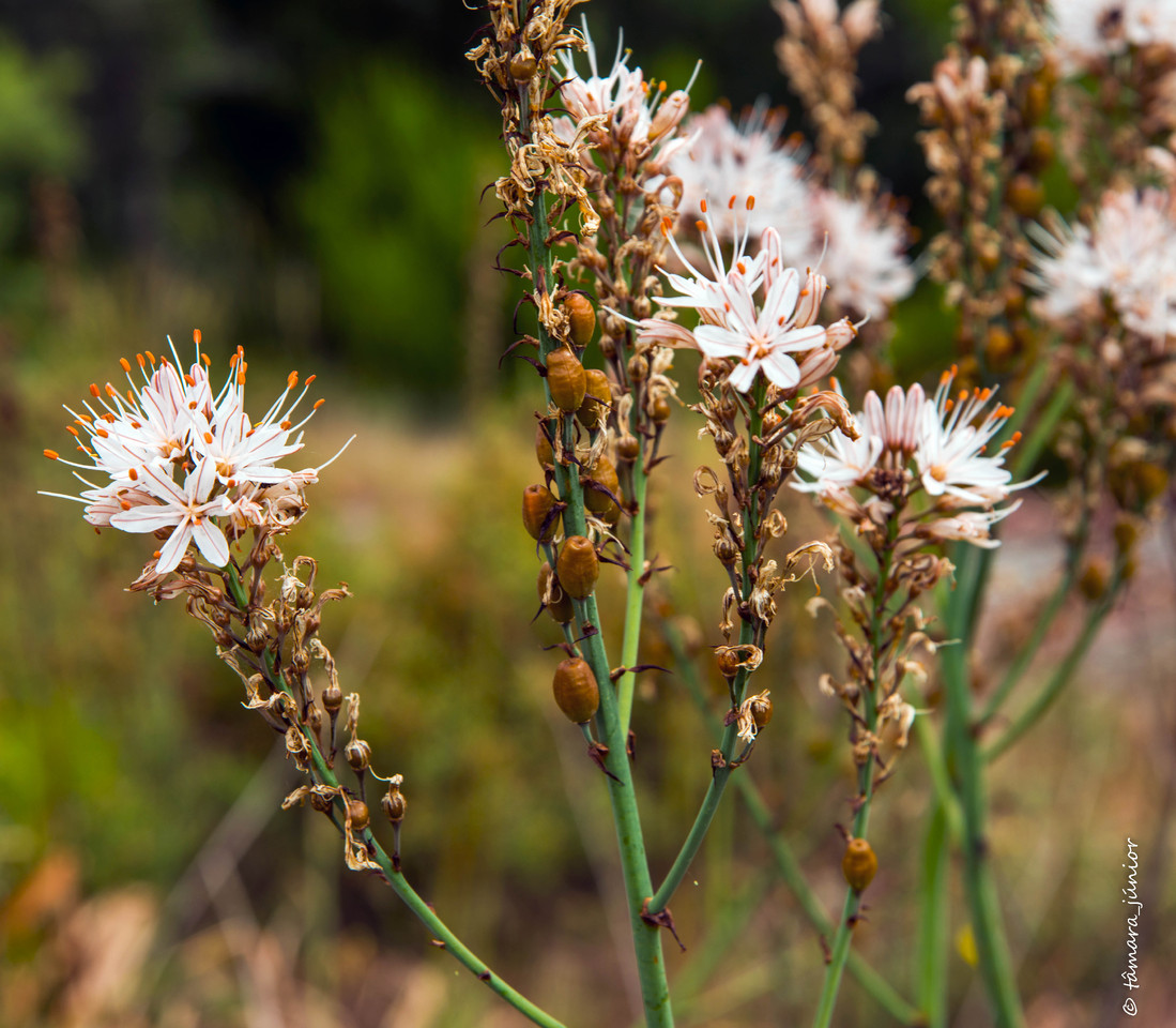 2015 - Cascata de Fírvidas (Montalegre) (19).jpg