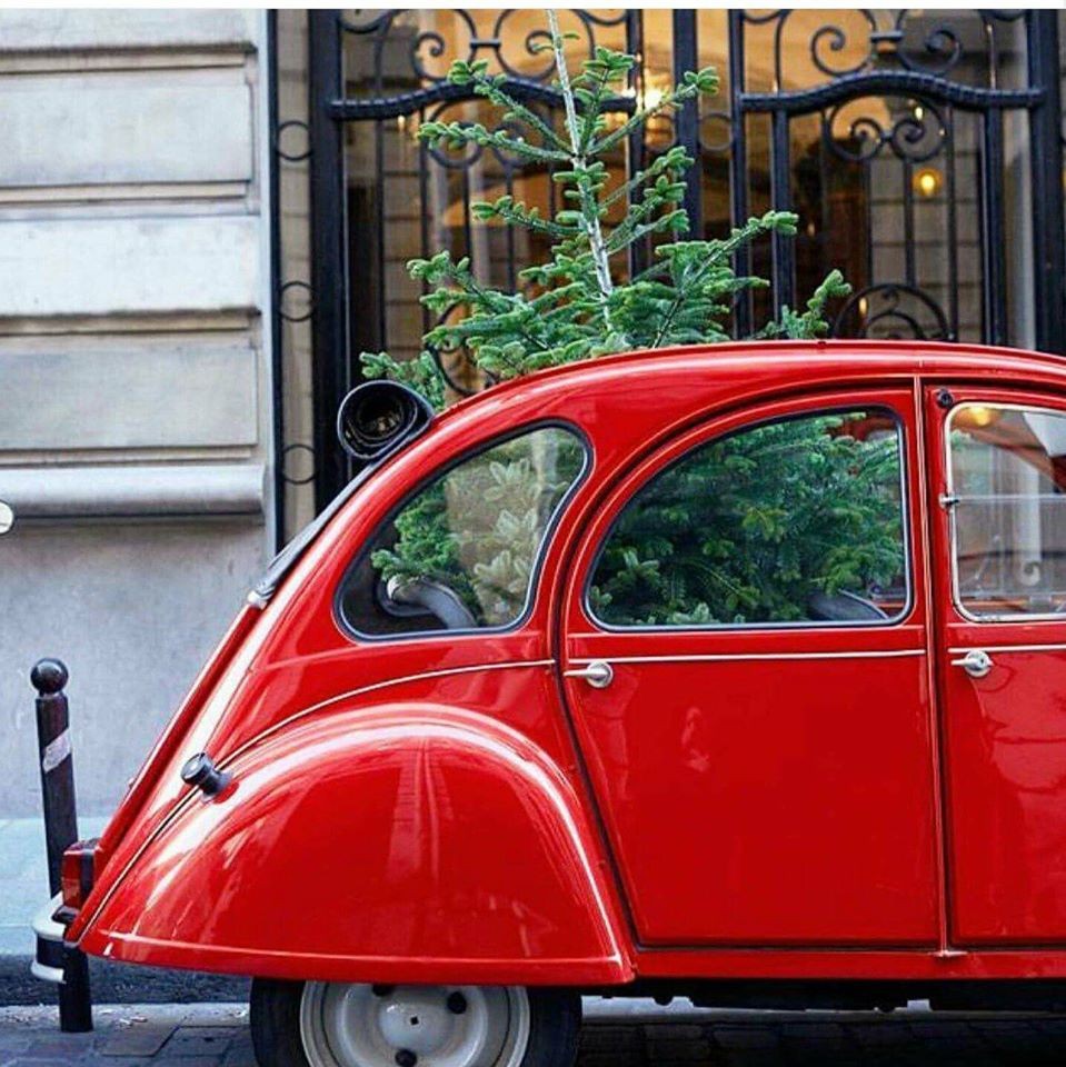 15391326_1246374458718895_8775391923285231607_o.jp