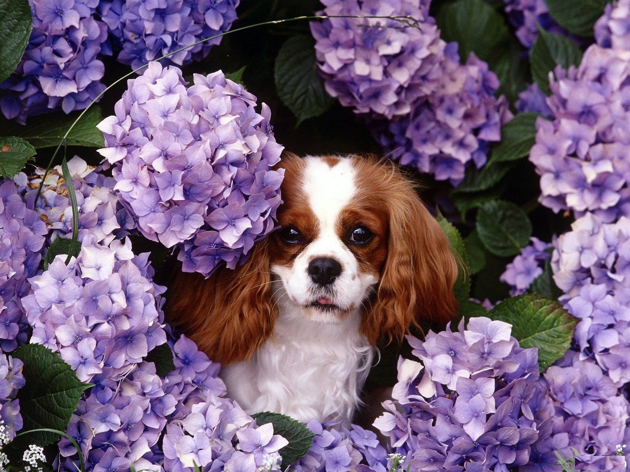 cavalier king charles spaniel wallpaper imagem de funfo cachorro