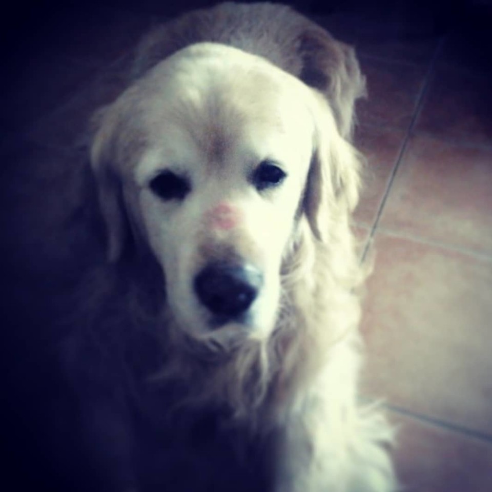 43051449_10155972180111538_1014444109647052800_o.j