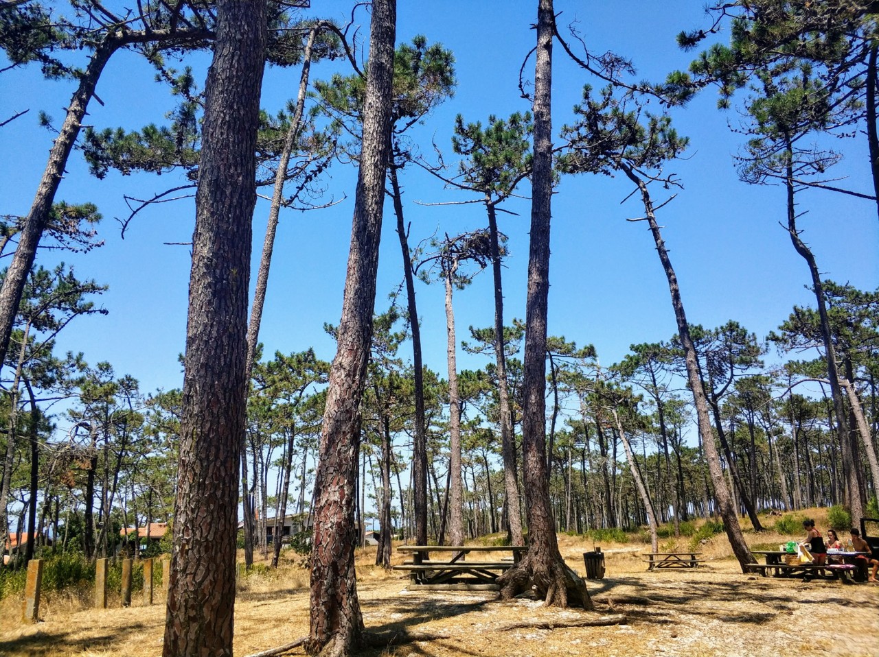 Pinhal de Leiria.jpg