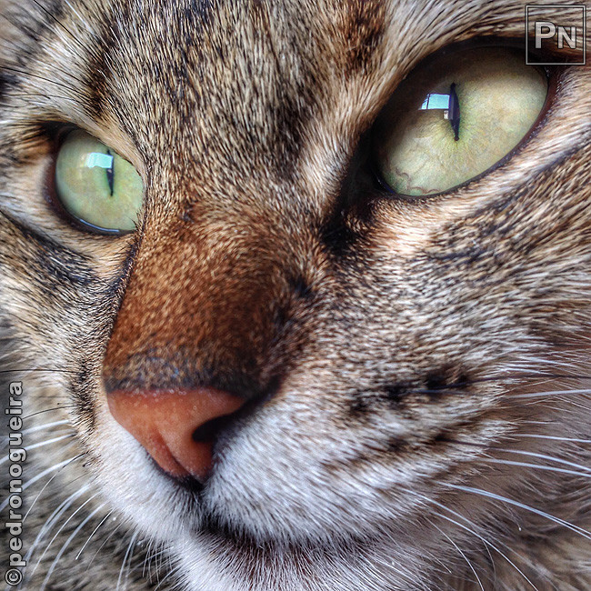 Mai_2018_087a cropped 650px.jpg