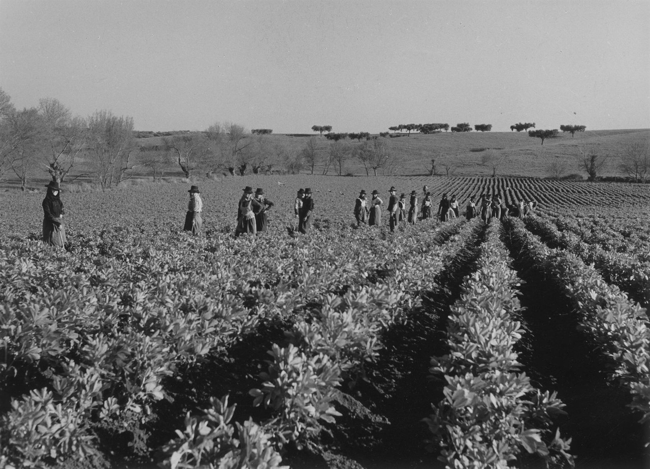 Trabalho rural, Portugal (A. Pastor, c. 1960)