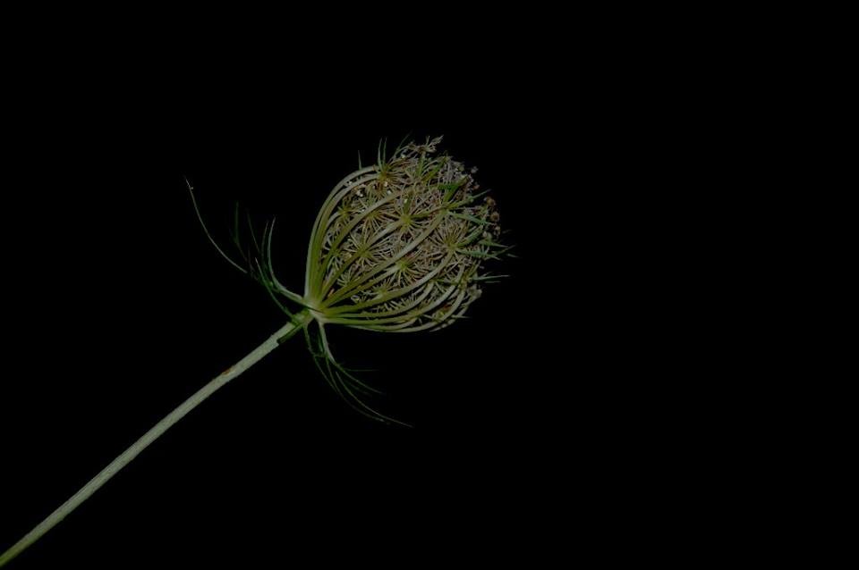 19248059_10208618935142719_8209249165930618994_n.j