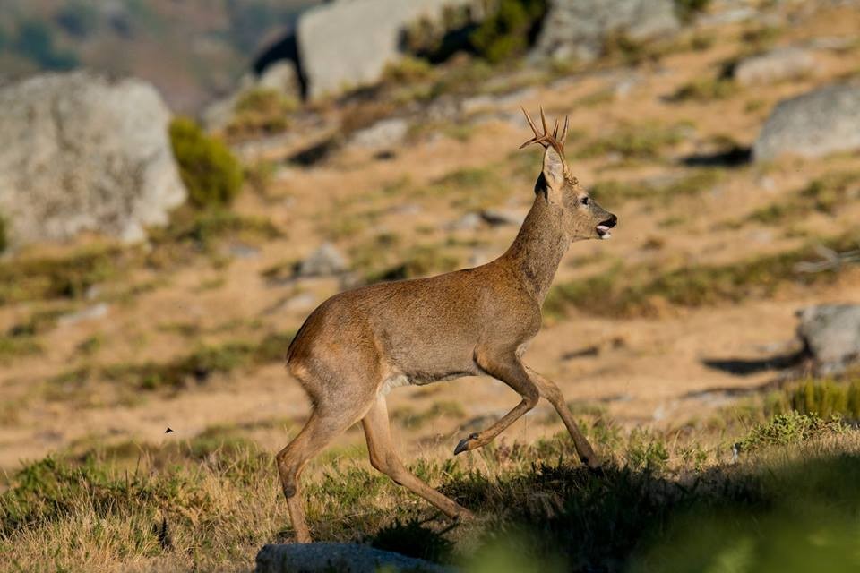 corço.jpg corço.jpg