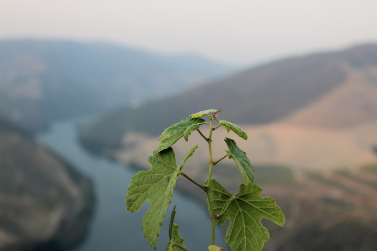 Quinta das Carvalhas