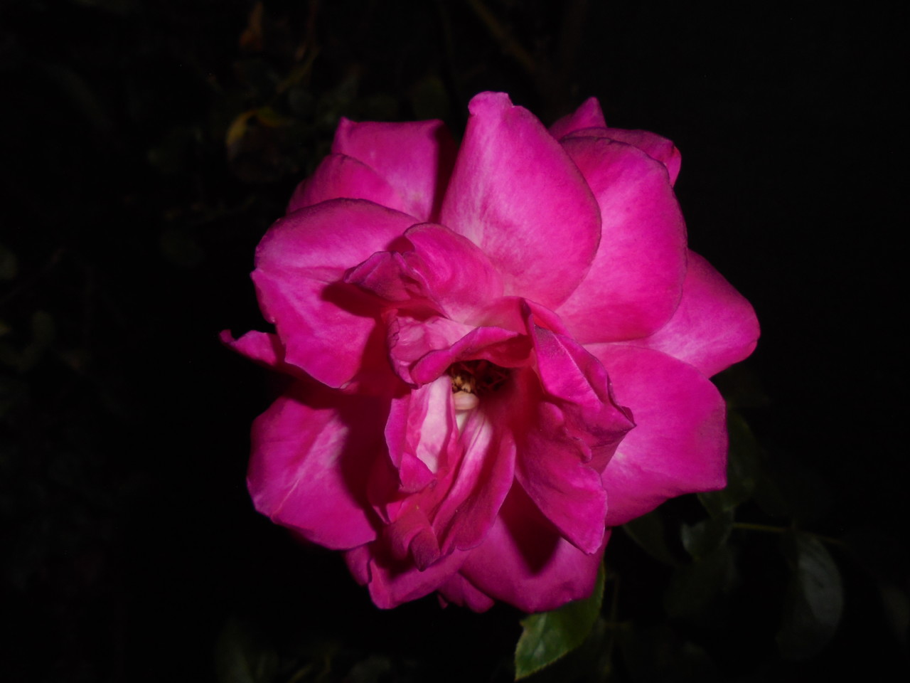 Rosa