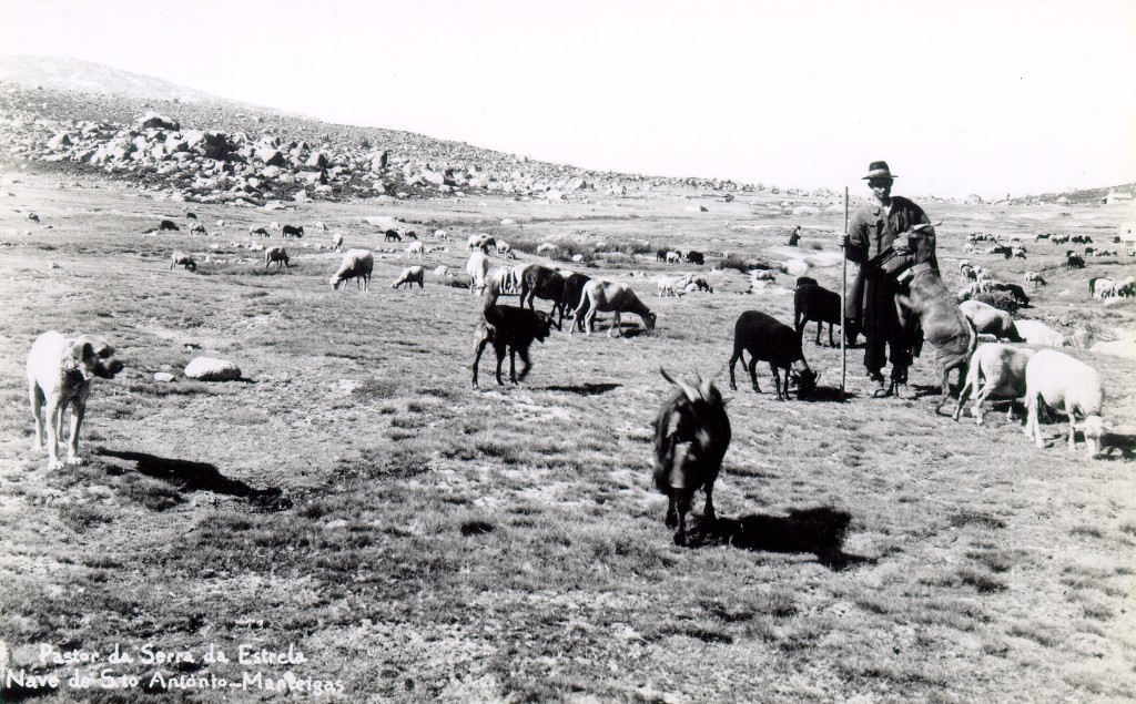 811_Postal-025-Pastor-da-Serra-da-Estrela-Nave-de-