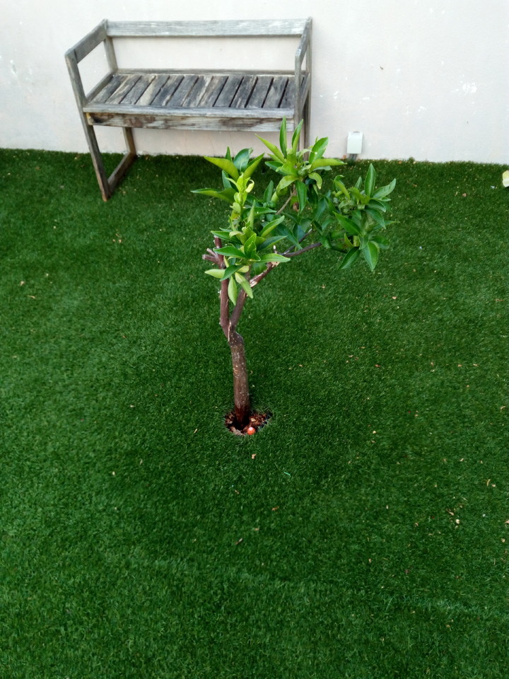 IMG_20170622_064434.jpg IMG_20170622_064434.jpg