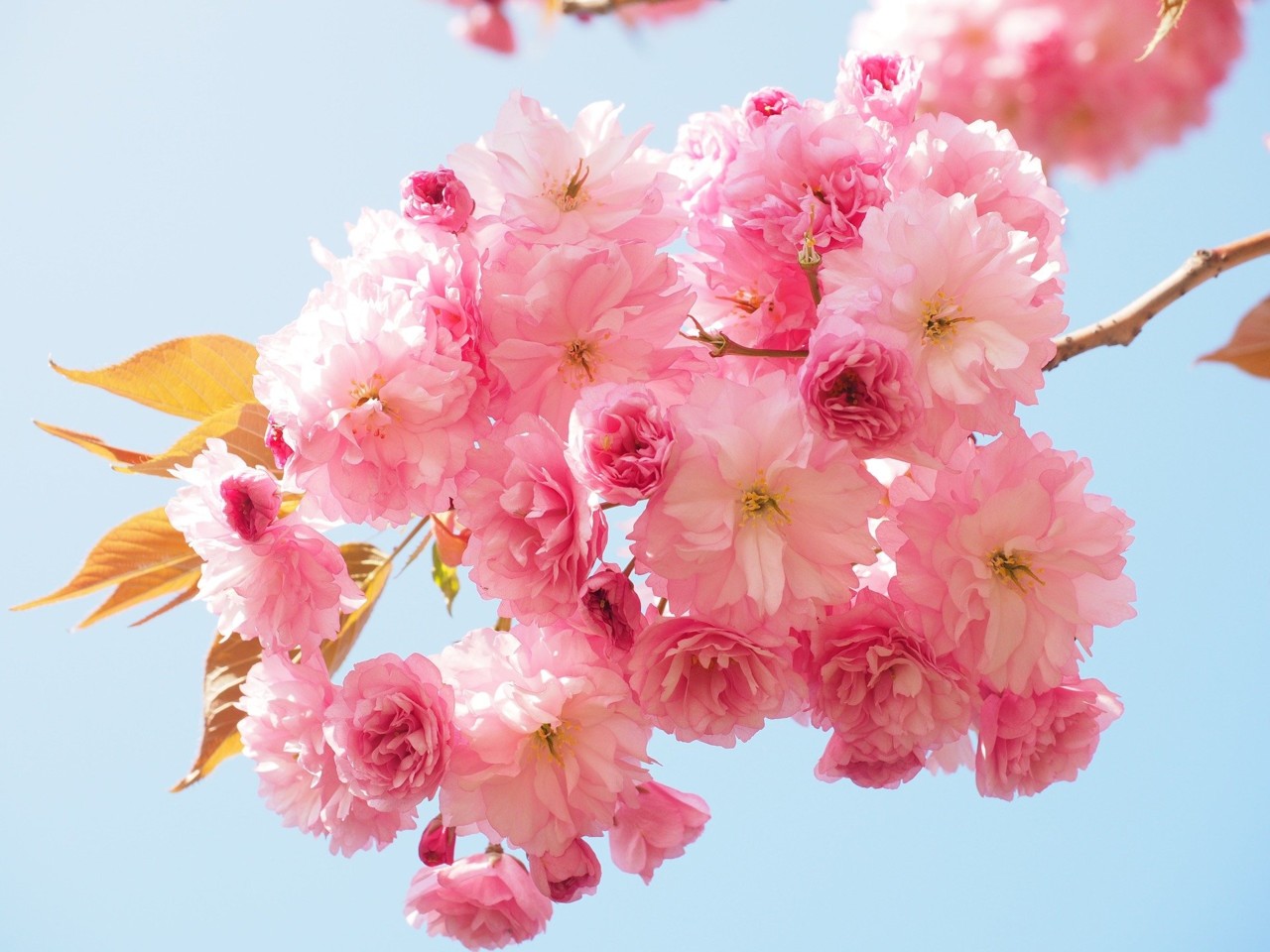 cherry-blossom-1260641_1920.jpg