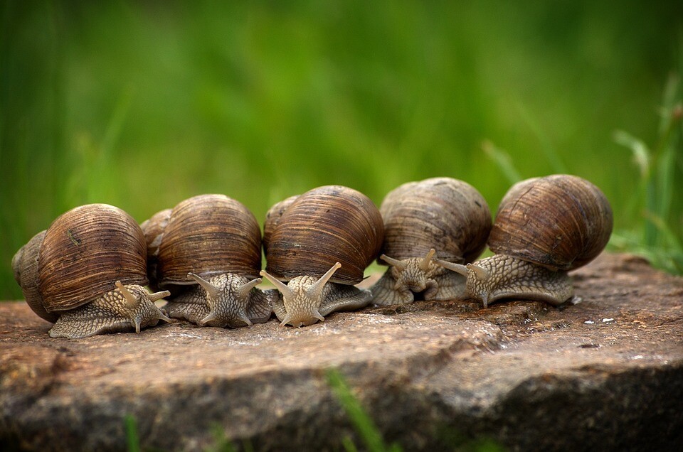 snails-2983235_960_720.jpg