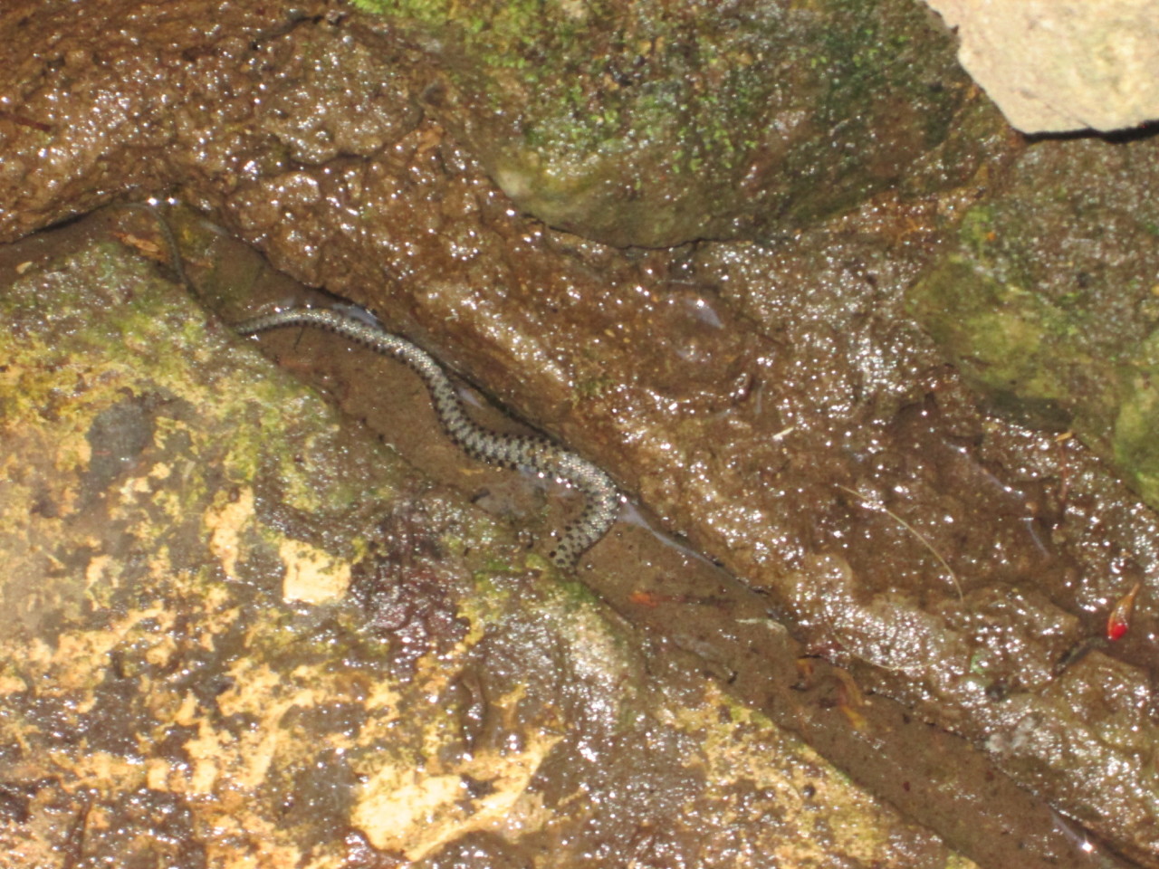 IMG_6660.JPG IMG_6660.JPG