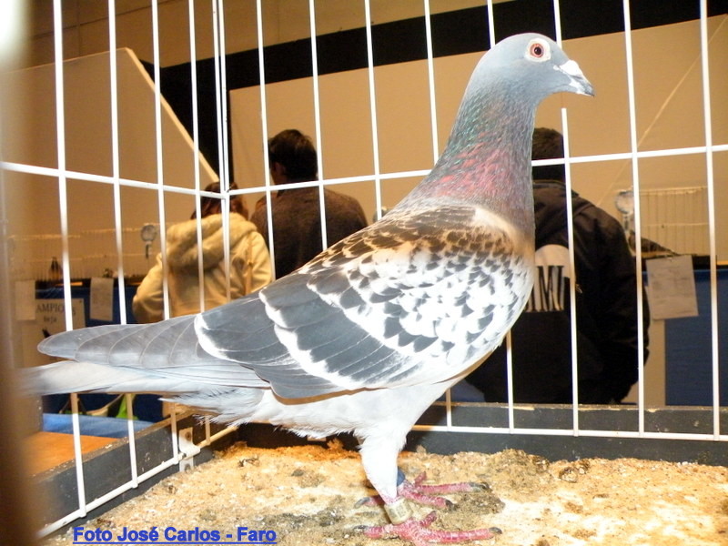 Feira Ibérica Beja 2018 050.JPG Feira Ibérica Beja 2018 050.JPG