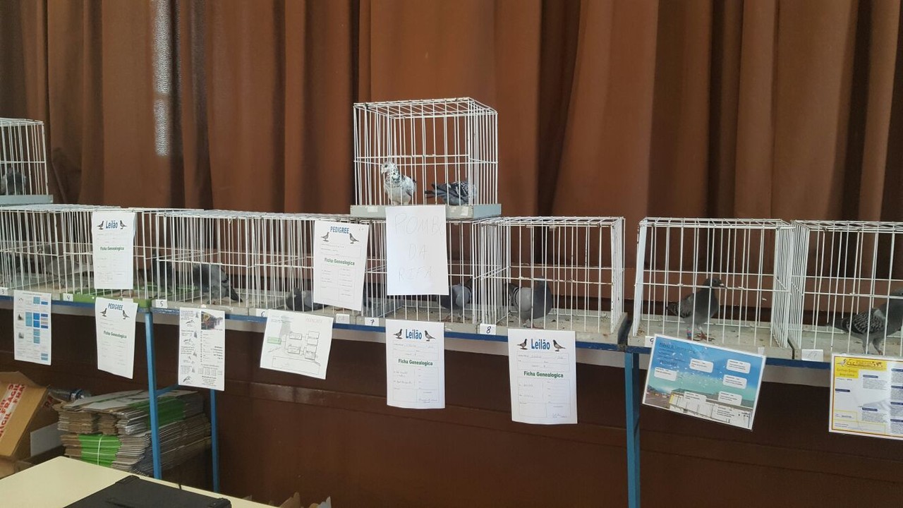 leilao pombos correio1.jpg