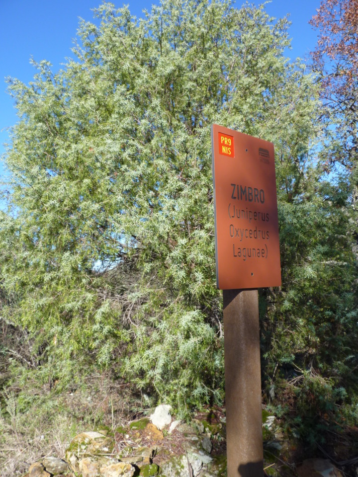 Trilho da mina de ouro do Conhal - zimbro (1).JPG