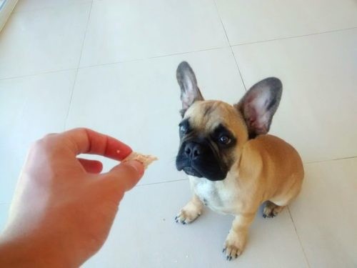 Reforço-positivo-Condicionamento-operante-500x375