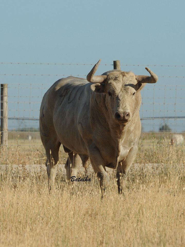 Nº401-1º.jpg Nº401-1º.jpg