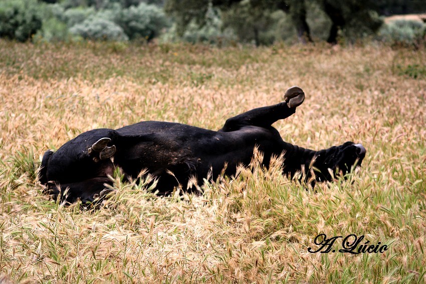 Treino Falé Filipe 151.jpg