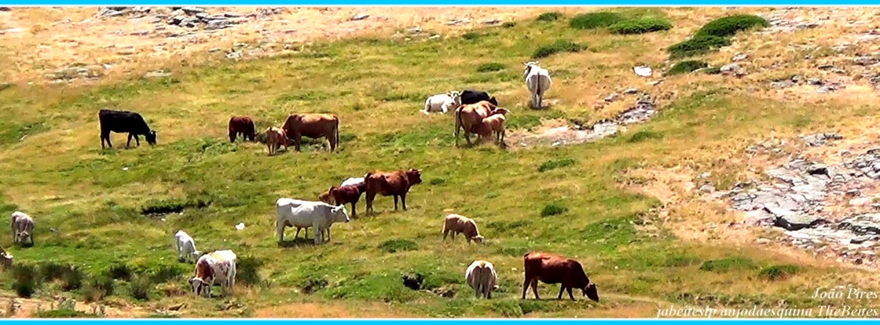 5a   Serra da Estrela a 26-7-2020.jpg