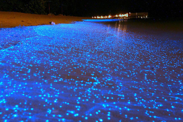 sea-of-stars-bioluminescence-maldives.jpg sea-of-stars-bioluminescence-maldives.jpg