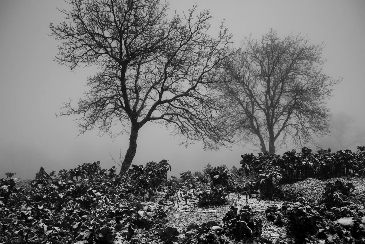 DSCF2923 - cópia copy.jpg