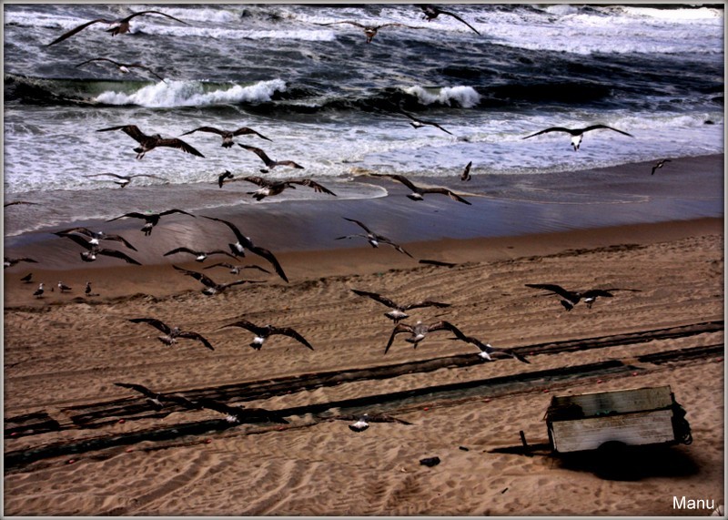 IMG_7018 gaivotas (2).jpg IMG_7018 gaivotas (2).jpg