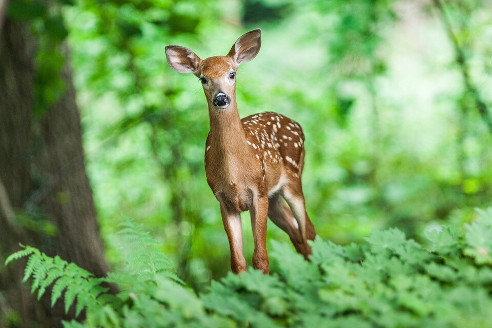 deer-1367217_960_720.jpg
