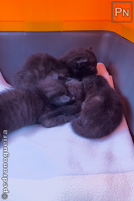 Ago_2025_041 650px.jpg